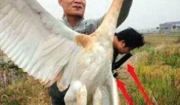 鸡鸣白鹤最新爆料,娱乐圈最新爆料大起底